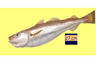 27 cm