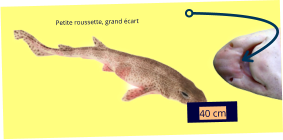 40 cm Petite roussette, grand écart