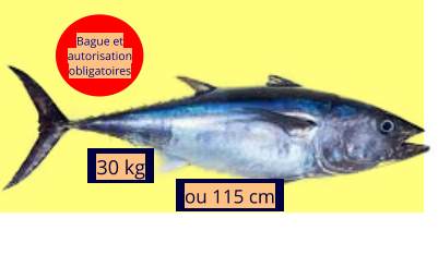 30 kg ou 115 cm Bague et autorisation obligatoires