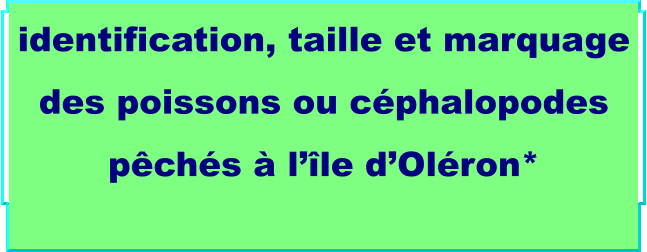 identification, taille et marquage des poissons ou céphalopodes pêchés à l’île d’Oléron*