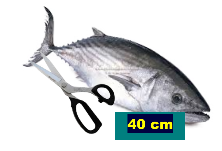 40 cm