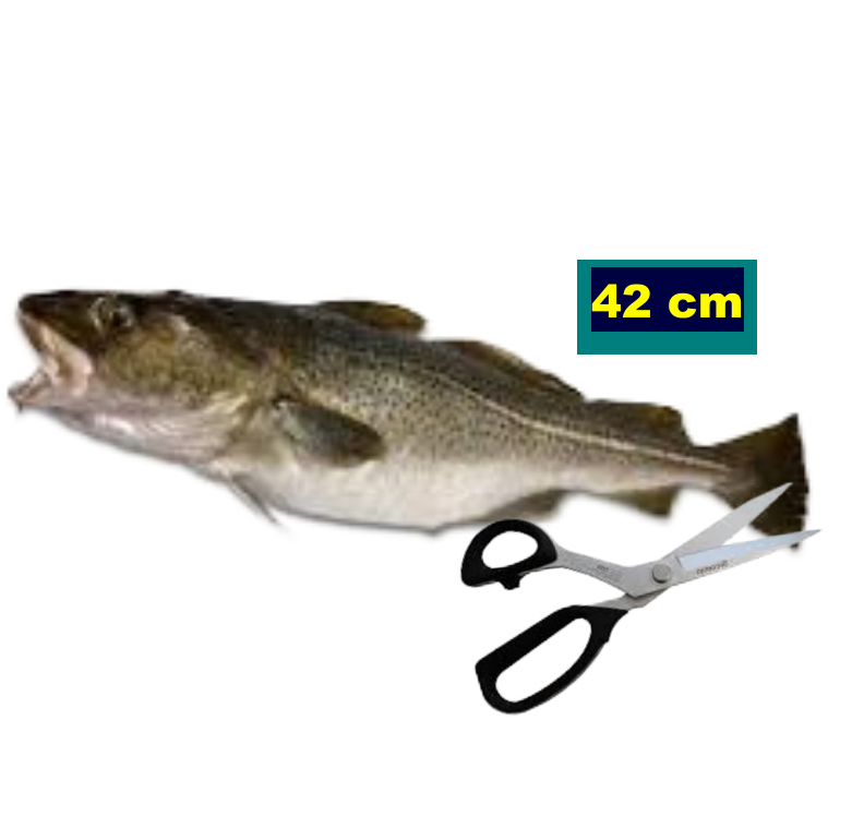 42 cm