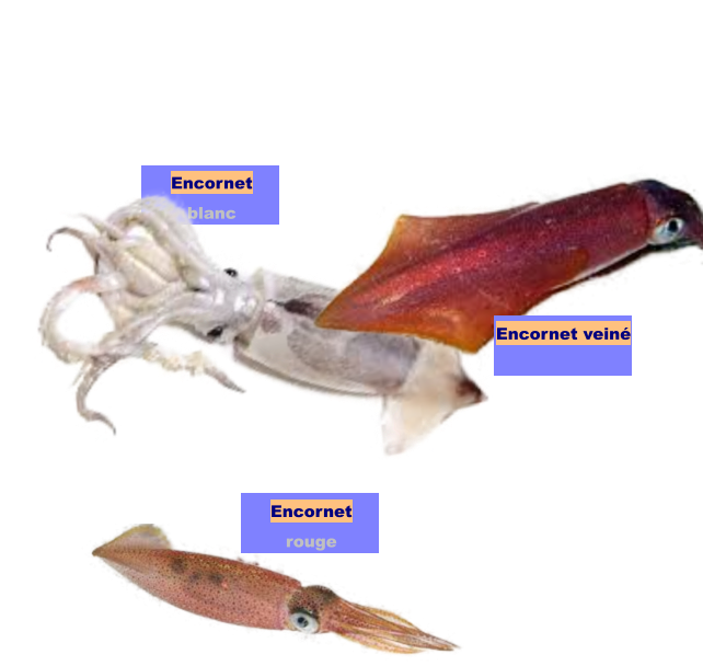 Encornet blanc Encornet rouge Encornet veiné