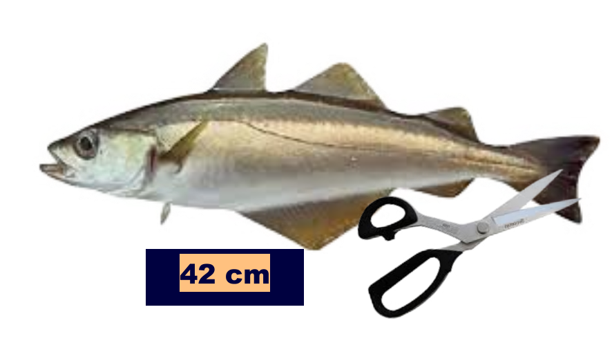 42 cm