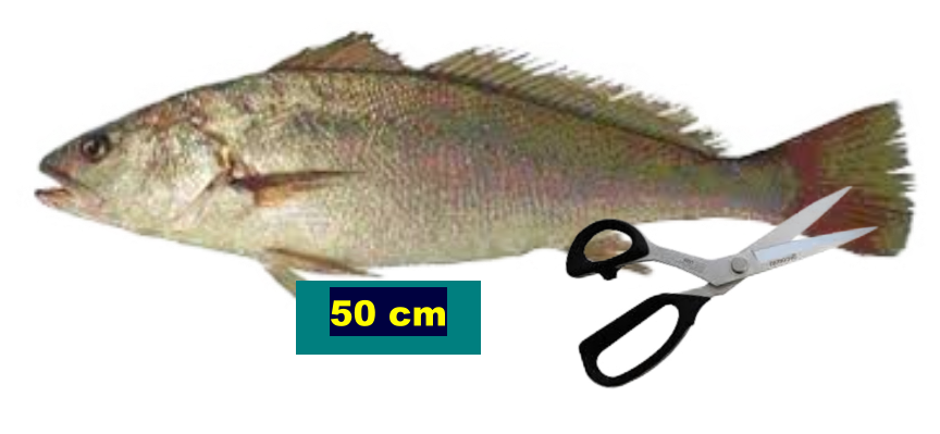50 cm