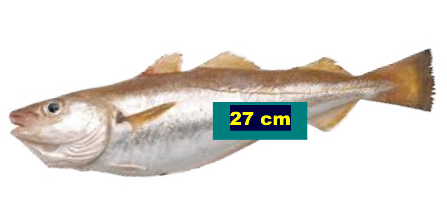 27 cm