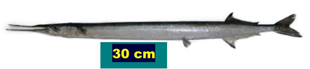 30 cm