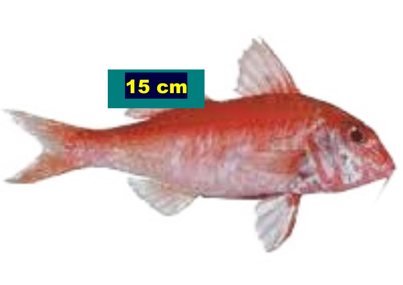 15 cm