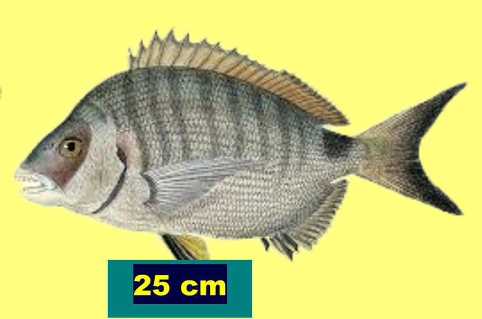 25 cm