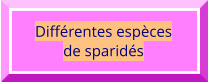 Différentes espèces  de sparidés