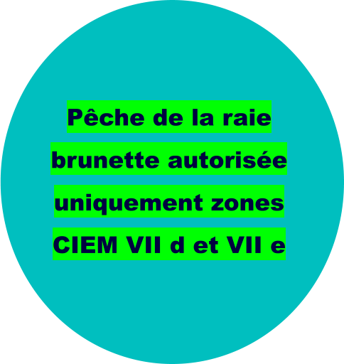 Pêche de la raie brunette autorisée uniquement zones CIEM VII d et VII e