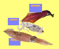 Encornet blanc Encornet rouge Encornet veiné