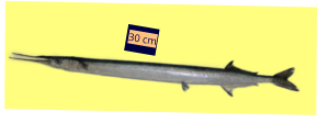 30 cm