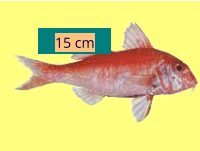 15 cm