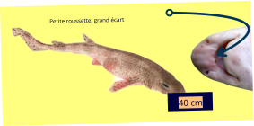 40 cm Petite roussette, grand écart