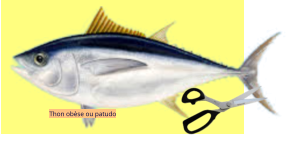 Thon obèse ou patudo