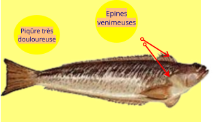 Piqûre très douloureuse  Epines venimeuses