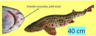 Grande roussette, petit écart 40 cm