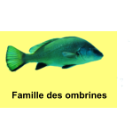 Famille des ombrines