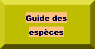 Guide des espèces