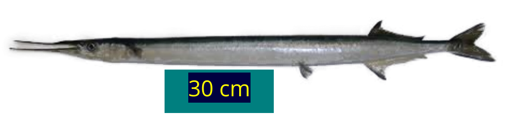 30 cm