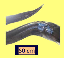 60 cm