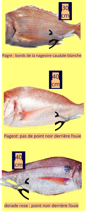 40 cm Pagre : bords de la nageoire caudale blanche Pageot: pas de point noir derrière l’ouie dorade rose : point noir derrière l’ouie 30 cm 40 cm