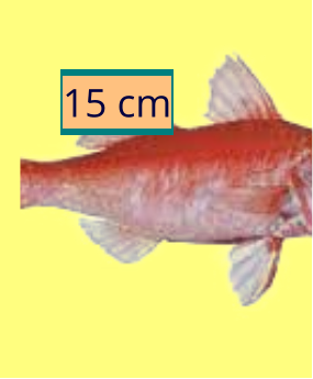 15 cm