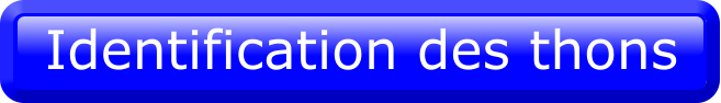 Identification des thons