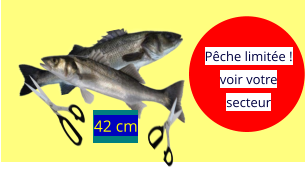 42 cm  Pêche limitée ! voir votre secteur