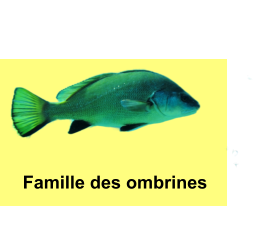 Famille des ombrines