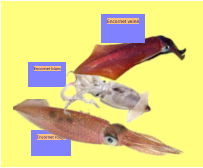 Encornet blanc Encornet rouge Encornet veiné