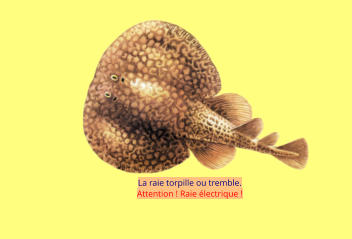 La raie torpille ou tremble.  Attention ! Raie électrique !